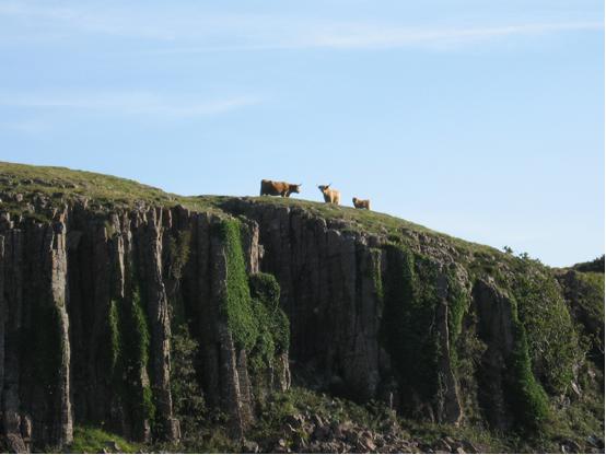 mountain cows